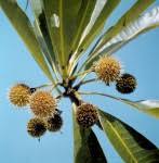 Image result for Breonadia