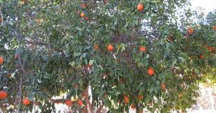The usual tangelo season starts from january to april. Pin On Trees For Tucson Sunset Zone 12