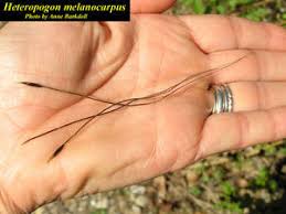Image result for Heteropogon melanocarpus