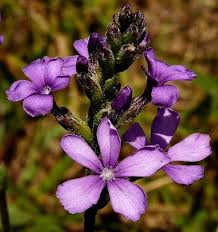 Image result for Buchnera multicaulis