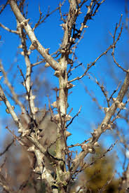 Image result for Zanthoxylum