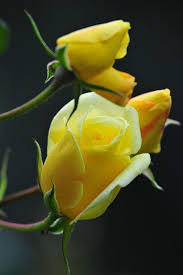 صور ورد و صور زهور من أجمل و أندر الورود من جميع أنحاء العالم مع خلفيات Hd بفبوف Fragrant Flowers Beautiful Flowers Yellow Roses