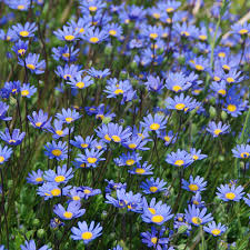 Image result for Felicia grantii