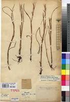 Image result for Scleria mikawana