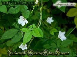 Image result for Ipomoea magnusiana