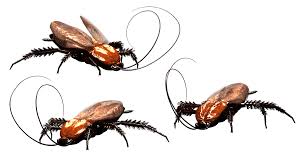 The most effective roach control typically requires more than one type of treatment method. Indoor Pest Control Fogger Bug Bomb Roaches Spiders Flies Fleas Killer 4 Pack Foggers Insect Grub Control
