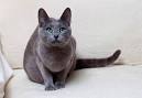 Russian Blue Cat Breed Profile | Petfinder