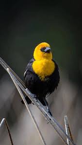 Birds With White Heads And Black Bodies Yellow Head Black Body Beautiful Birds Backyard Birds Pet Birds