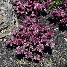 Image result for Heuchera `Midnight Rose`