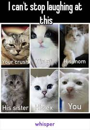 Funny Animal Pictures Cat Memes Just Like Cat Funniest Animals Cat Fun Cat Funny Cat Cats Cat Funny Cat Memes Funny Animal Pictures Cute Funny Animals