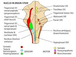Parison of the regions of bold activity in the lower. Https Www Instantanatomy Net Podcasts Ia138 Pdf