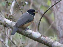 Image result for Vangueria sp.