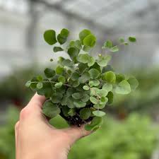 Image result for Pellaea doniana