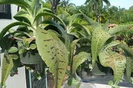Image result for Kalanchoe gastonis-bonnieri