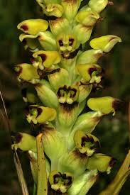 Image result for Corycium