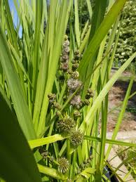 Выберите из миллионов фотографий, изображений и изображений. Sparganium Erectum Branched Bur Reed Devon Pond Plants