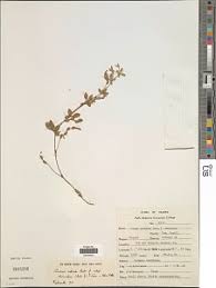 Image result for Zornia setosa