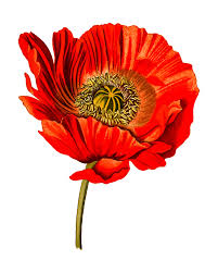 Anzac day is when australians come together and spend time remembering the sacrifices of. Anzac Day Public Holiday 2021 Highly Strung Picture Framing Art Supplies