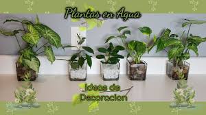 Check spelling or type a new query. Ideas Como Mantener Plantas En Agua Youtube