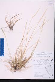 Image result for Sporobolus agrostoides