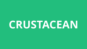 Listen to the audio pronunciation in english. How To Pronounce Crustacean Pronunciation Academy Youtube
