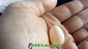 Ayam ini banyak diternakkan oleh masyarakat untuk diambil telurnya guna mencukupi kebutuhan pangan. Beberapa Penyebab Kerabang Cangkang Telur Lembek Om Kicau