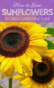 Planting and spacing for growing sunflower in pots. How To Grow Sunflowers Lobotany An Urban Gardening Guide