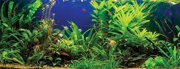 Fill your aquarium with dechlorinated water then set up and turn on both your aquarium filtration system and your aquarium heater. Aquatic Plant Basics