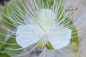 Image result for Capparis cartilaginea