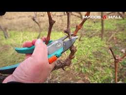 Tratamente la vita de vie pe fenofaze, combatere boli, daunatori cu fungicide, insecticide, indicatii de aplicare, de la botanistii. Ingrijirea Vitei De Vie Taierea Butucului Cu Vigoare Normala Youtube Grape Tree Planting Herbs Grape Vine Pruning