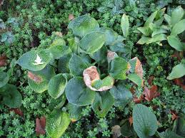 Maybe you would like to learn more about one of these? What S Wrong With My Plant Garden University Of Minnesota Extension