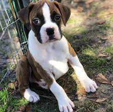 Looking for a boxer puppy or dog in florida? Boxer Puppies Florida Jacksonville Hamlet Glen Boxers Posts Facebook