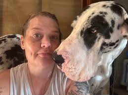 Great Dane pet experience and care