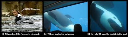 Tribute to the beautiful dawn brancheau. Dawn Brancheau S Death My Seaworld Experience Free Dolphins Belgium