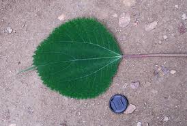 Image result for Boehmeria macrophylla
