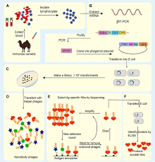 Monoclonal antibodies against camel ( camelus dromedarius) igg, igm and light chains. Nanobody A Small Antibody With Big Implications For Tumor Therapeutic Ijn