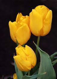 Yellow Tulips Macro Yellow Tulips Flowers Tulips