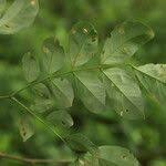 Image result for Albizia glaberrima