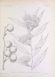 Image result for Pentadiplandra brazzeana