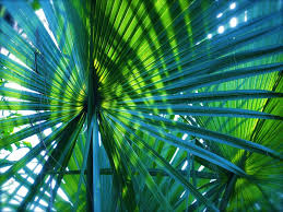 Making Eden Energy Medicine Our Own