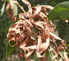 Image result for Acacia melanoxylon