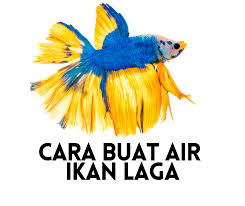 Daun pisang menyimpan banyak memori pada banyak orang. Cara Buat Air Ikan Laga 2021 Air Untuk Ikan Laga Mudah Jimat