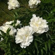 Weisse Pfingstrosen Sind Wunderschon Pfingstrosen Weiss Blumen Garten Blumengarten Mit Bildern Pfingstrosen Blumengarten Wunderschon