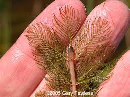 Image result for Myriophyllum spicatum