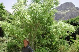 Image result for Steganotaenia