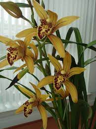 Cymbidium Cymbidium Blooms In Summer Heat Houseplants Now Cymbidium Orchids Tropical Garden Design Orchids