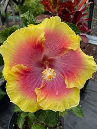 Image result for Hibiscus engleri