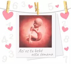 Por lo tanto, para encontrar una respuesta a la pregunta ¿31 semanas de embarazo cuántos meses son? solo tenemos que fijarnos en el listado y ver dentro de qué trimestre y, más concretamente, dentro de qué mes encaja la. 31 Semanas De Embarazo Empiezan Las Contracciones Preparatorias