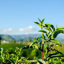 Green tea | Sushi Shop