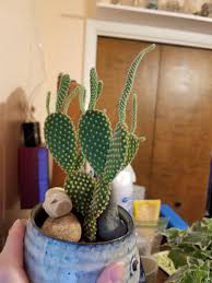 I give them a lot of sun and not so much water. Mystery Cactus Falling Over Gardening Forums